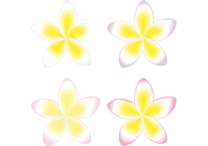 yellow flowers yellow flower vector yellow flower yellow tropical polynesian flowers polynesian flower plumeria hawaiian flowers hawaiian flower hawaii flower floral 