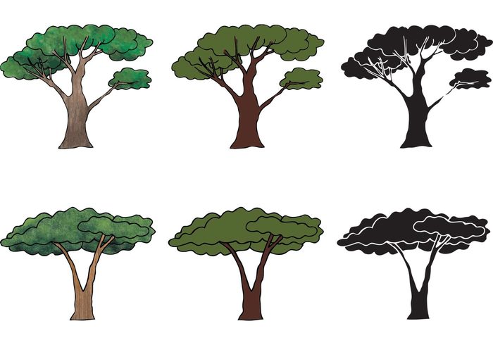 trunk trees tree plant outside outdoors nature leaves hand drawn tree green tree green african tree african africa acacia tree acacia 