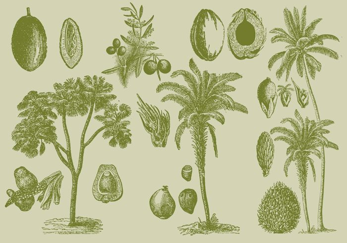 wood vintage vector tropical trinidad tree tobago stem South America seed plant park palm oil palm old oil nature maximiliana regia line leaves isolated garden fruit food flower floral flora etching engraving engraved Edible botanical botanic blossom black attalea maripa art antique ancient agriculture 