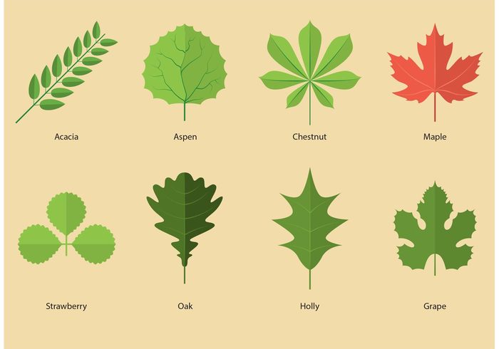 Willow Tree leaf tree strawberry plants plant oak nature maple leaves leaf holly green grape forest deciduous chestnut acacia tree leaves acacia tree acacia 
