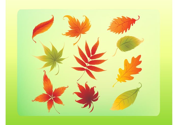 tree seasons plants park Nature logos life leaves leaf green garden forest foliage Fall collection brown autumn 