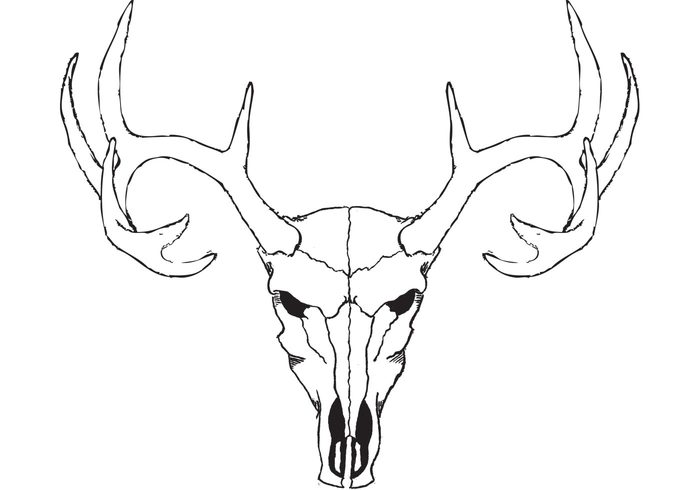 skull line elk deer antlers animal 