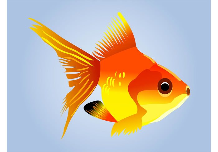 water tail sea pet ocean marine Goldfish vector fish Fins Decorative fish Aquatic animal 