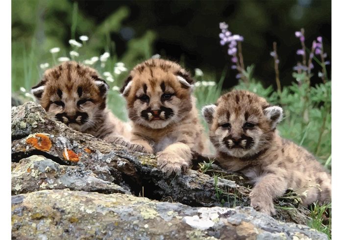 wild wallpaper Tree trunk sweet Puma Mountain lion hunter cute Cubs Cougar cubs Cougar Baby cougar animal  