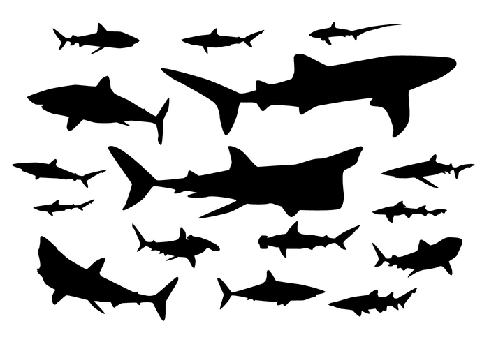 white shark whale water thresher silhouette sharks shark silhouettes shark silhouette shark shape shark sea ocean nature marine life marine animal great white fish bull 