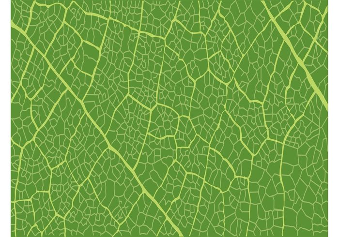 wallpaper texture spring plant organic nature leaves Leaf veins leaf vector Leaf graphics fresh Detailed leaf background abstract  