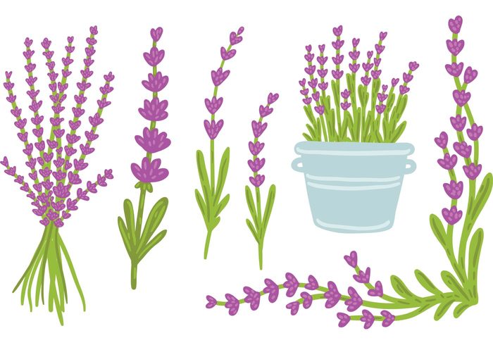 set plants plant nature lavender plant lavender flower Lavender House plant herbs herb pot Herb green garden flower pot flower beauty 