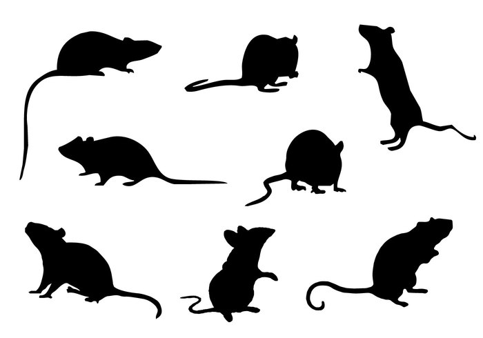 wildlife wild whisker trademark tail silhouette Shy shape set Pest painting outline mouse Mice mammal Laboratory isolated illustration head hairy hair fur Ear cute contour collection cartoon Biology art animal 