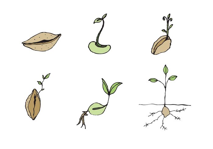 sun summer sprouting seed spring soil seeds seed icon seed plant seed plant nature leaves leaf hand drawn seed growth grow gardening garden flower farming farm dirt bud 