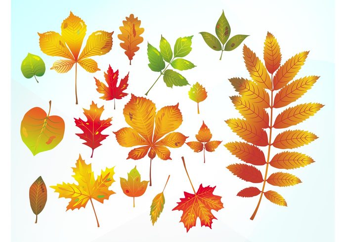 trees seasonal season plants nature leaves leaf Fall ecology eco decorations 