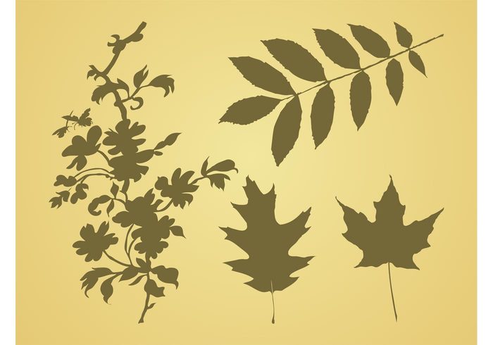 twig trees silhouettes plants nature leaves leaf flora Fall branches branch autumn 