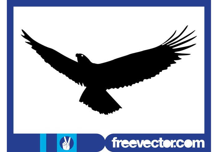 wings silhouette nature flying fly feathers fauna eagle bird animal 