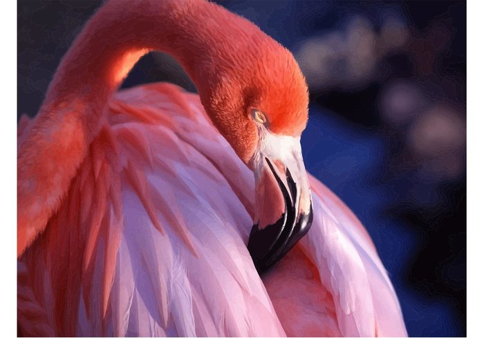 wildlife vector Pink flamingo pink free flamingo exotic close-up bird animals animal amazing 