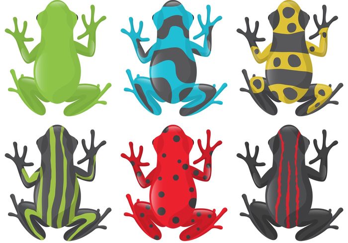 wildlife vibrant tropical Tropic toxic poisonous frogs Poisonous poison-dart poison frog poison nature jungle green frog forest Colourful colorful Brazil animal amphibian 