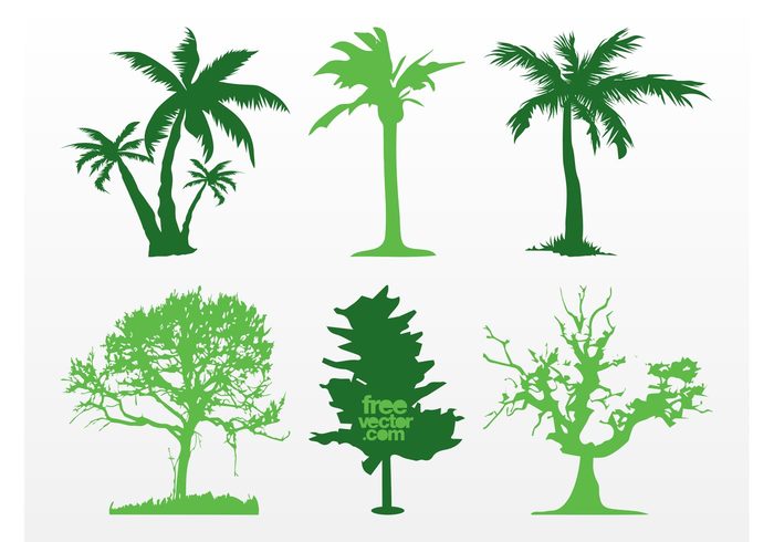 tropical trees silhouettes plants palms nature flora exotic ecology eco Deciduous trees branches 