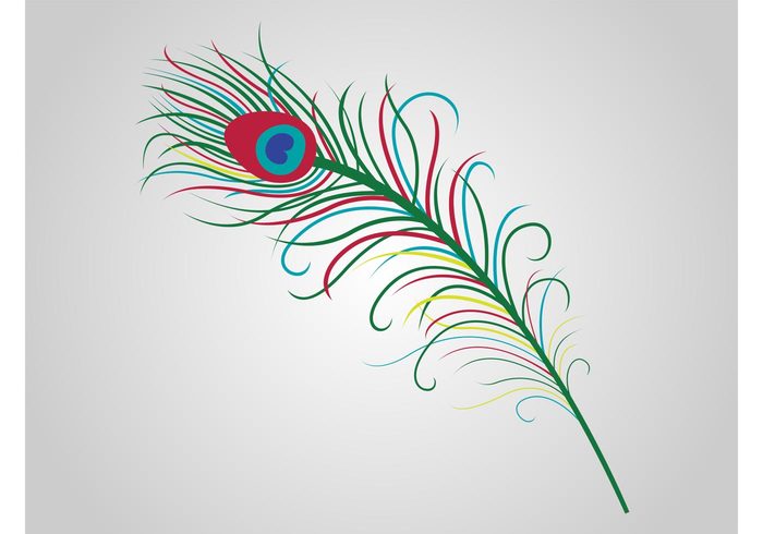 wildlife waves Peacock vector lines decorative decoration curves colors colorful bird animal 