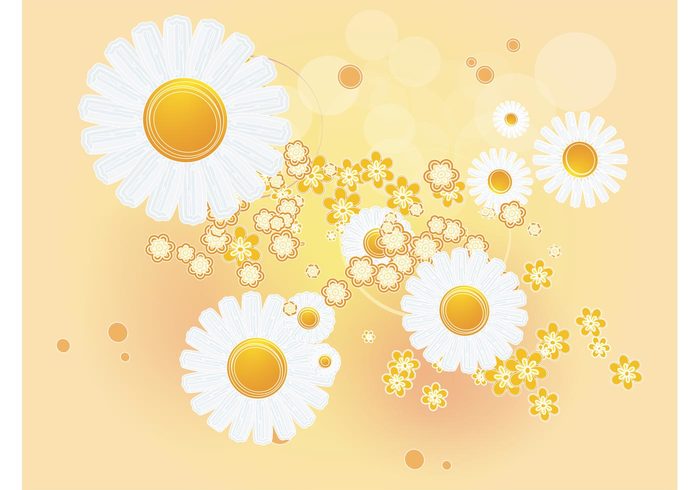 white flowers summer spring organic nature Free Background flowers floral daisies background image 