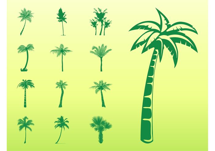trunks tropical trees tree silhouettes silhouette palm tree palm nature leaves flora exotic evergreen coconut 