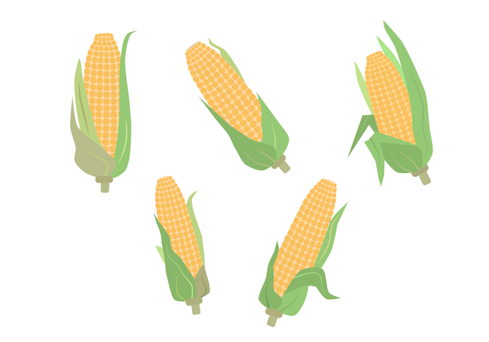 sweetcorn produce maize kernel husk grain food farm eat ear of corn corncob corn Cob cereal agriculture 