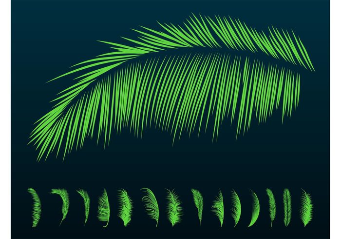 tropical silhouettes silhouette Palm leaves Palm leaf nature leaves leaf flora exotic evergreen 