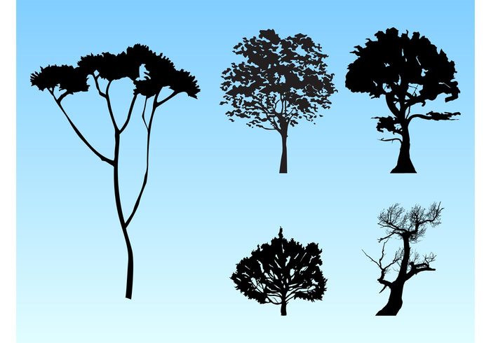 twigs trees silhouette plants park outline outdoors nature minimal leaves garden forest branches 