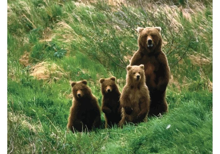 wild wallpaper predator nature image Grizzly bear Grizzly forest family cups brown bear bears bear animal 