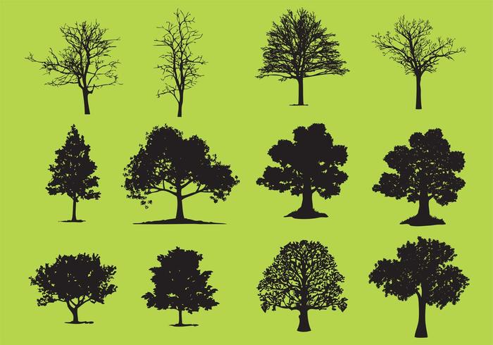wood trunk tree silhouette tree timber season plant oak tree silhouettes oak tree silhouette oak nature silhouette nature natural Lone isolated growth garden forest environment ecology bush branch botany botanical 