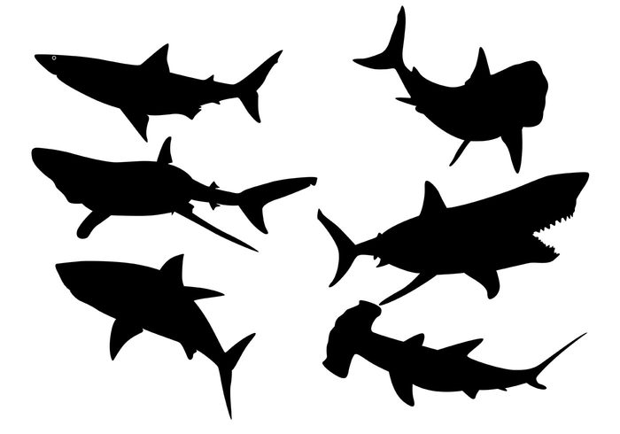 wildlife wild swimming summer silhouette sharks shark silhouettes shark silhouette shark seascape sea nature life fishing fish deep danger animals 