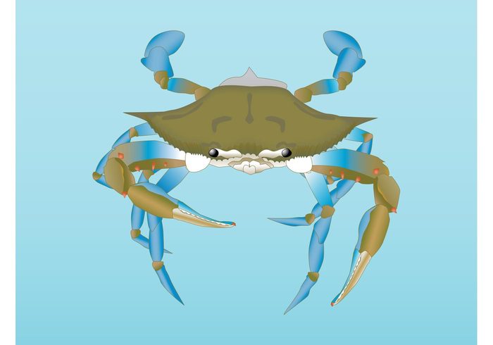 seafood sea ocean marine fauna crustacean crab claws Aquatic animal 