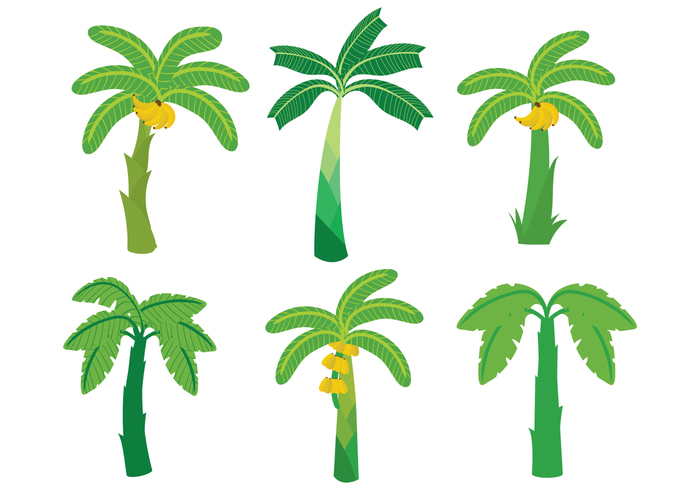 trunk tropical shapes plant Outdoor living leaf isolated green graphic fun fruit food flora exotic element colorful bunch bright banana tree banana 
