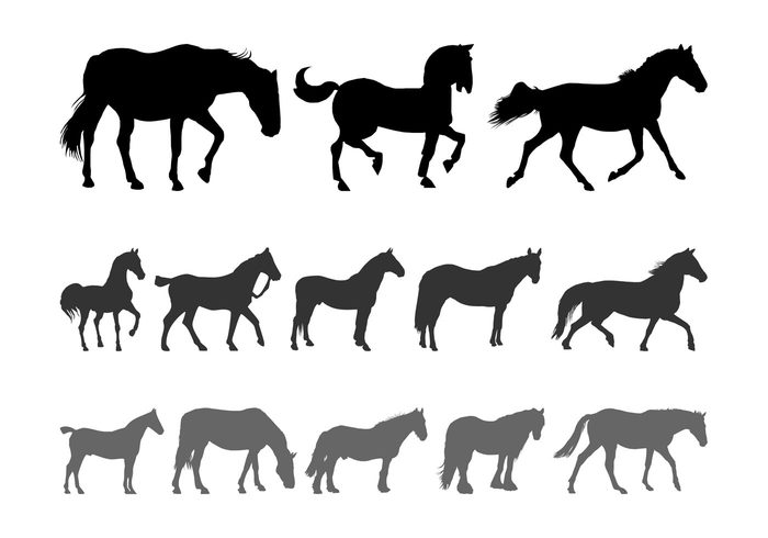 silhouettes silhouette run Move horses horse Hooves farm animal Domesticated animals animal 