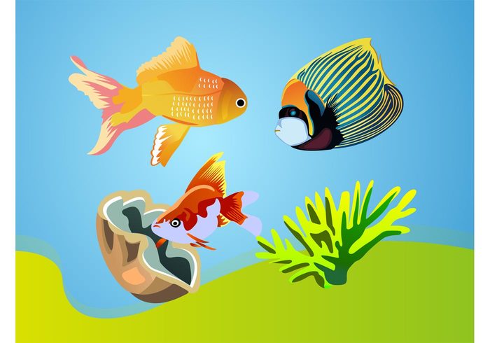 water underwater tropical swim sea ocean fishing fishes fish vector Colorful nature colorful Angelfish 