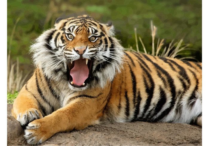wildlife wild animal vector tiger Roaring tiger Feline Endangered Dangerous cat Big cat beautiful 