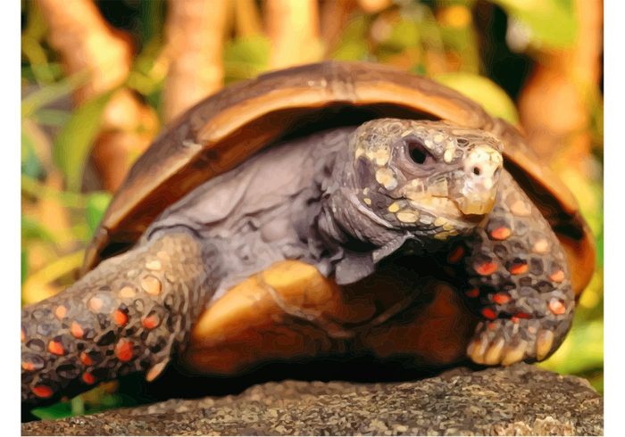 wildlife vector turtle Tortoise sea animal Preserve nature image green exotic close-up animals 