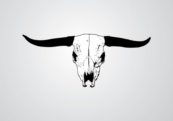 texas skull and bones skull longhorn horns bull bones Bone animal 