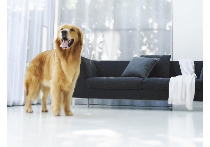 vector Retriever pets pet loyal image Guide dog Golden retriever golden Family dog dogs 