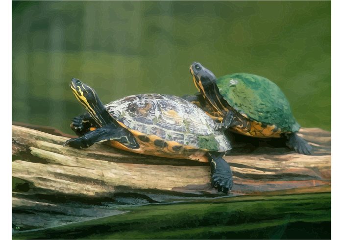 wildlife wallpaper vector Turtles shell Preserve playing nature Mate image Green turtle camouflage 