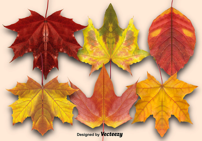 yellow vector tree thanksgiving texture September seasonal season red plant orange October nature natural maple leaf gold forest foliage Fall color brown background autumn 