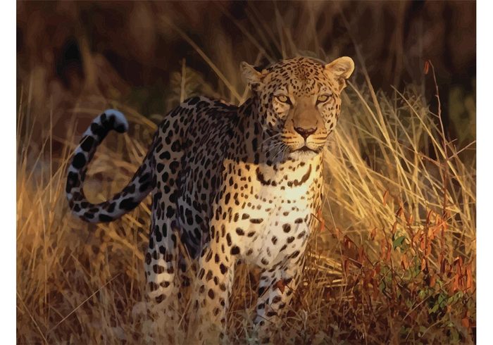 wallpaper savanna nature image grassland Feline Fastest fast close-up cheetah cat camouflage beautiful animal 