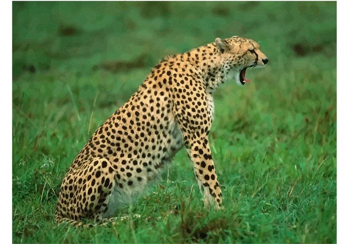 wildlife wild wallpaper vector speed predator picture fast elegant cheetah cat animal 