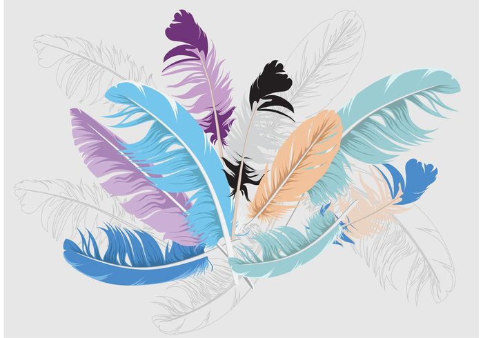 isolated feather feathers feather wallpaper feather isolated feather background feather Colorful feathers bohemian feather Bohemian bird wallpaper bird feather bird background bird 