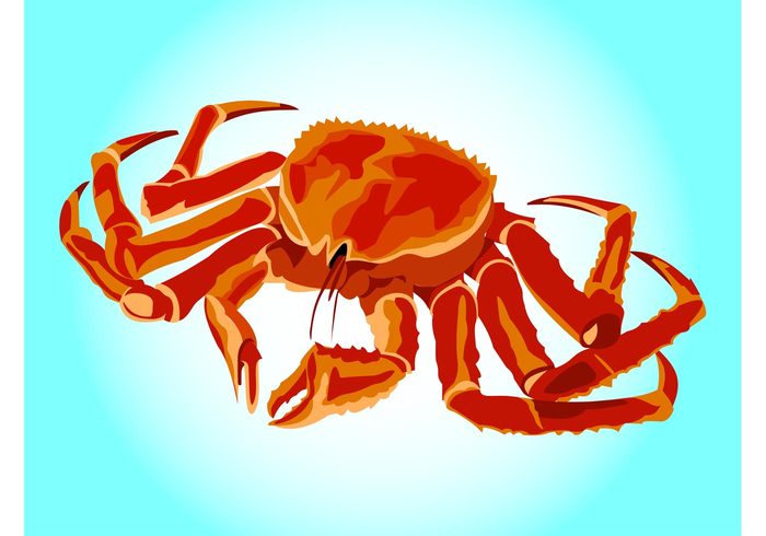 spikes seaside sea ocean nature marine legs Exoskeleton Crab vector claws beach Aquatic animal  