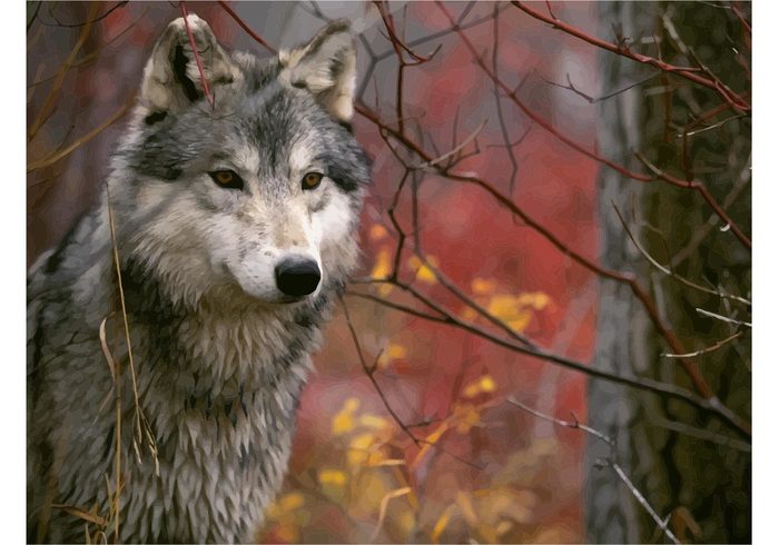 wolf wildlife wallpaper Villain vector Grey wolf Gray wolf Fear dog Dangerous animal  