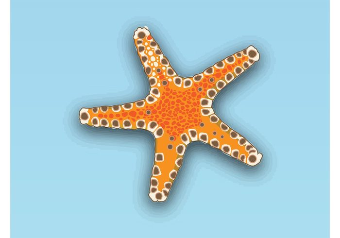 vacation tropical travel summer Starfish vector star sea ocean holiday exotic beach Aquatic animal 