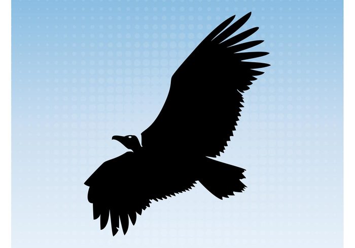 wings tattoo sticker sky silhouette nature logo head fly feathers decal Dangerous bird beast beak animal 