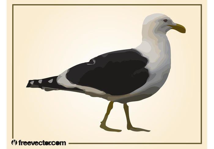 wings walk seaside seagull Ornithology nature marine legs gull fauna bird beak animal  