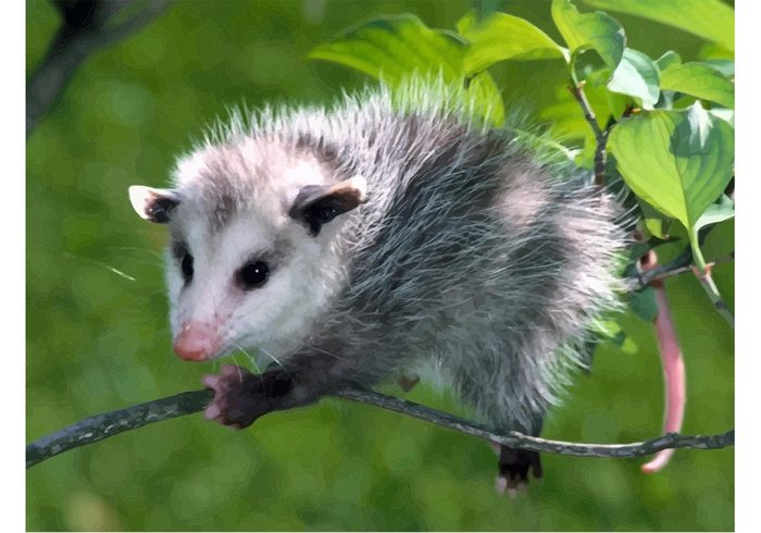 wallpaper vector tree Tlacuache Possum Opossum Oldest species alive nature climbing animal 