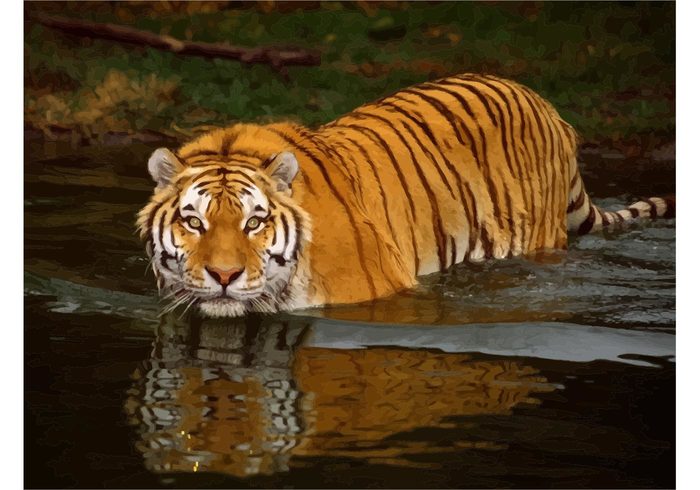 wildlife wild water wallpapers vector tiger predator nature image freedom free animal 