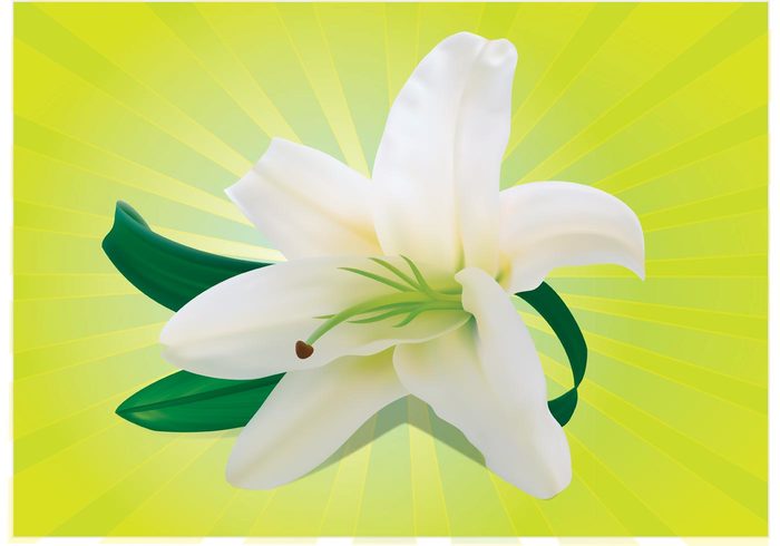 white summer spring season present petal orchid nature growth gift fresh flower floral flora blossom bloom beauty 