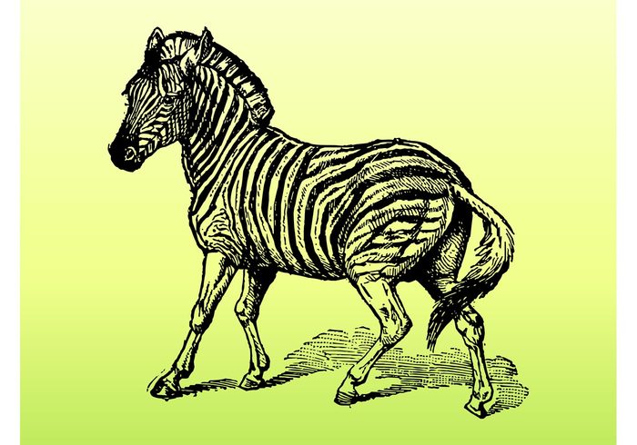 Zebra vector zebra wildlife wilderness wild vintage stripes striped retro old hand drawn animal 